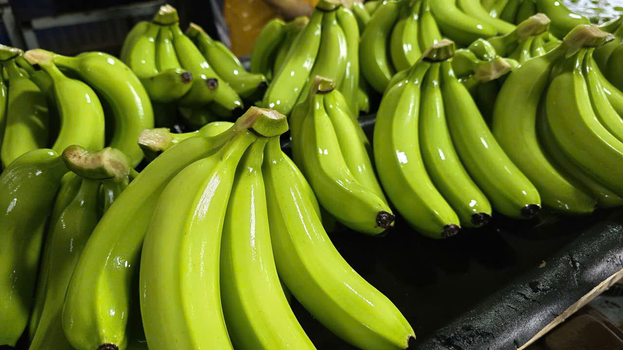 Cavendish Banana