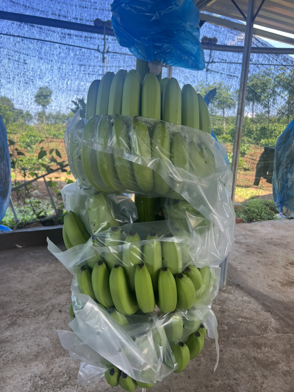 Cavendish Banana