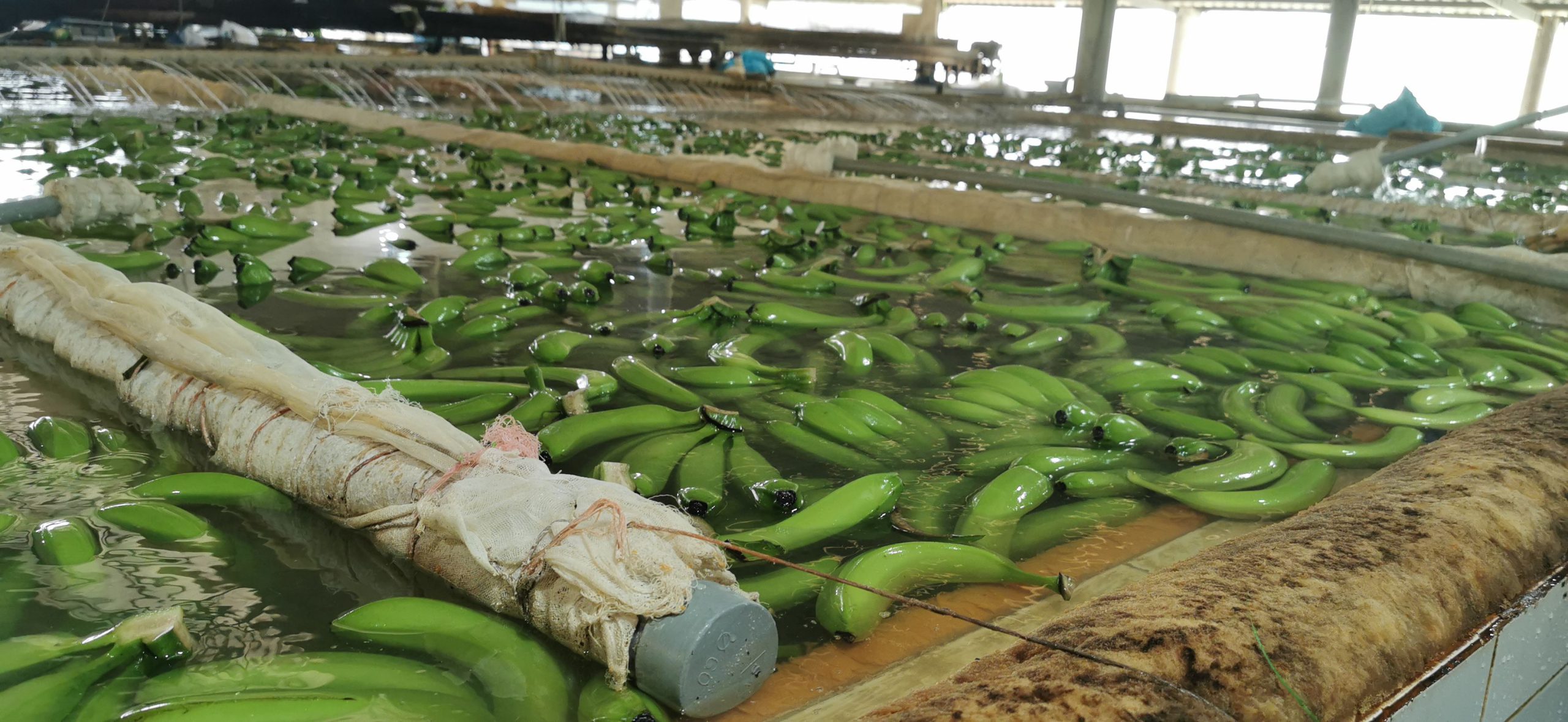 Cavendish Banana
