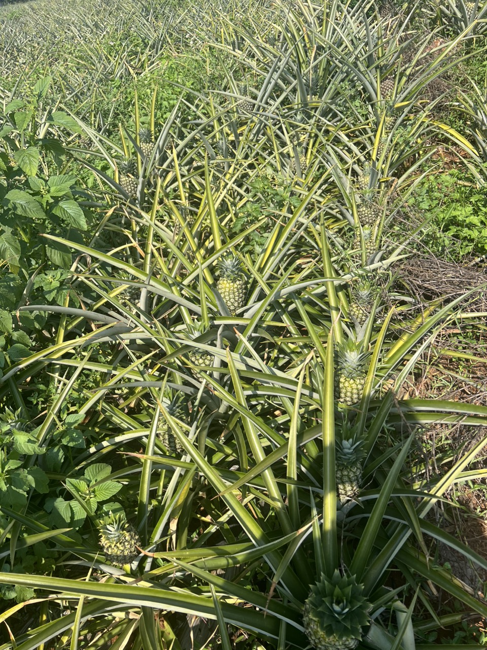 Pineapple MD2