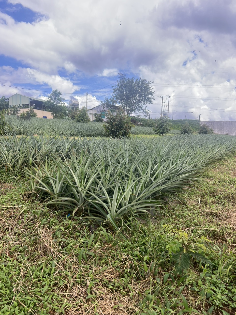 Pineapple MD2