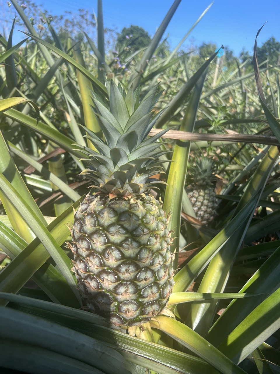 Pineapple MD2
