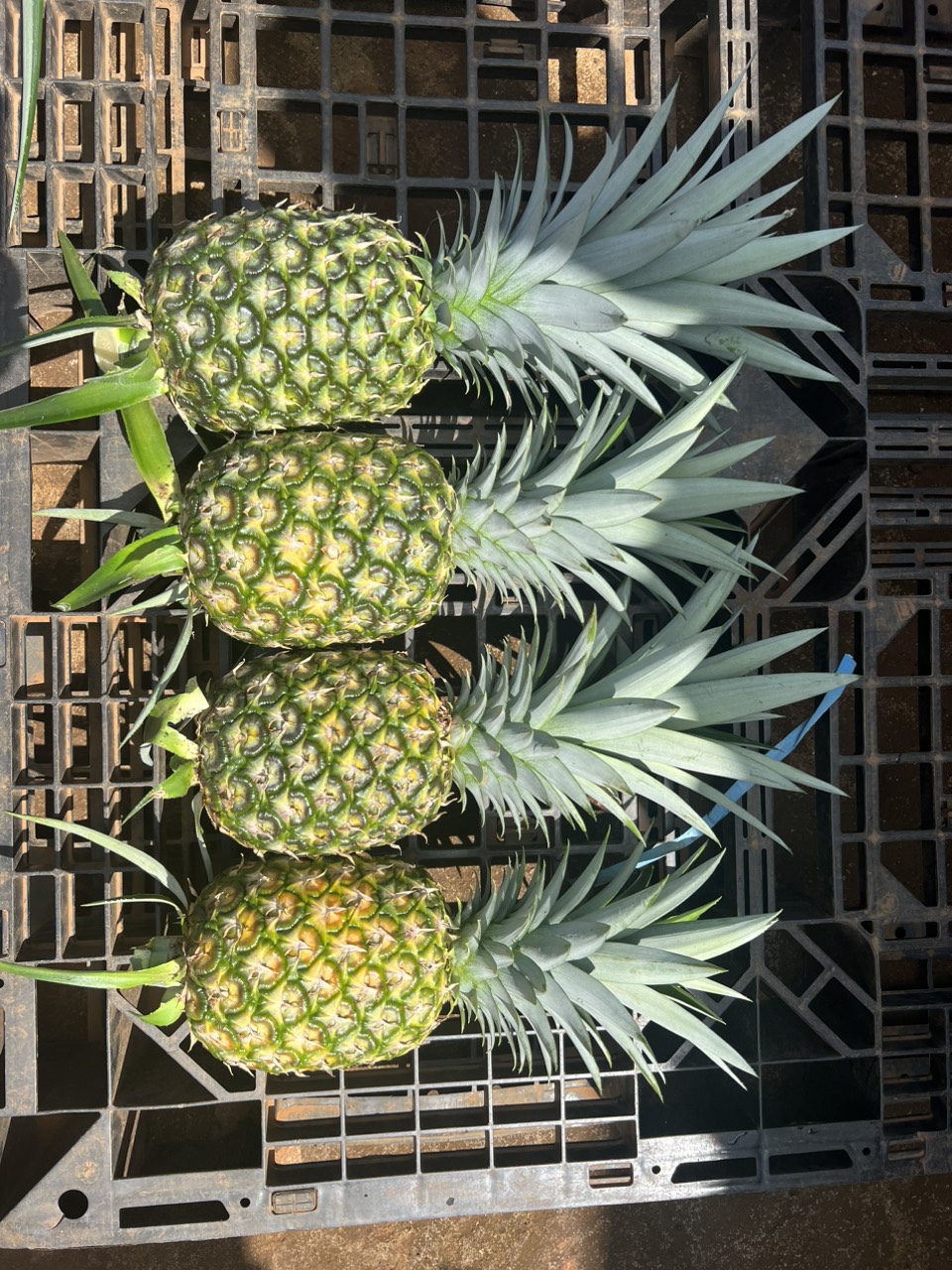 Pineapple MD2
