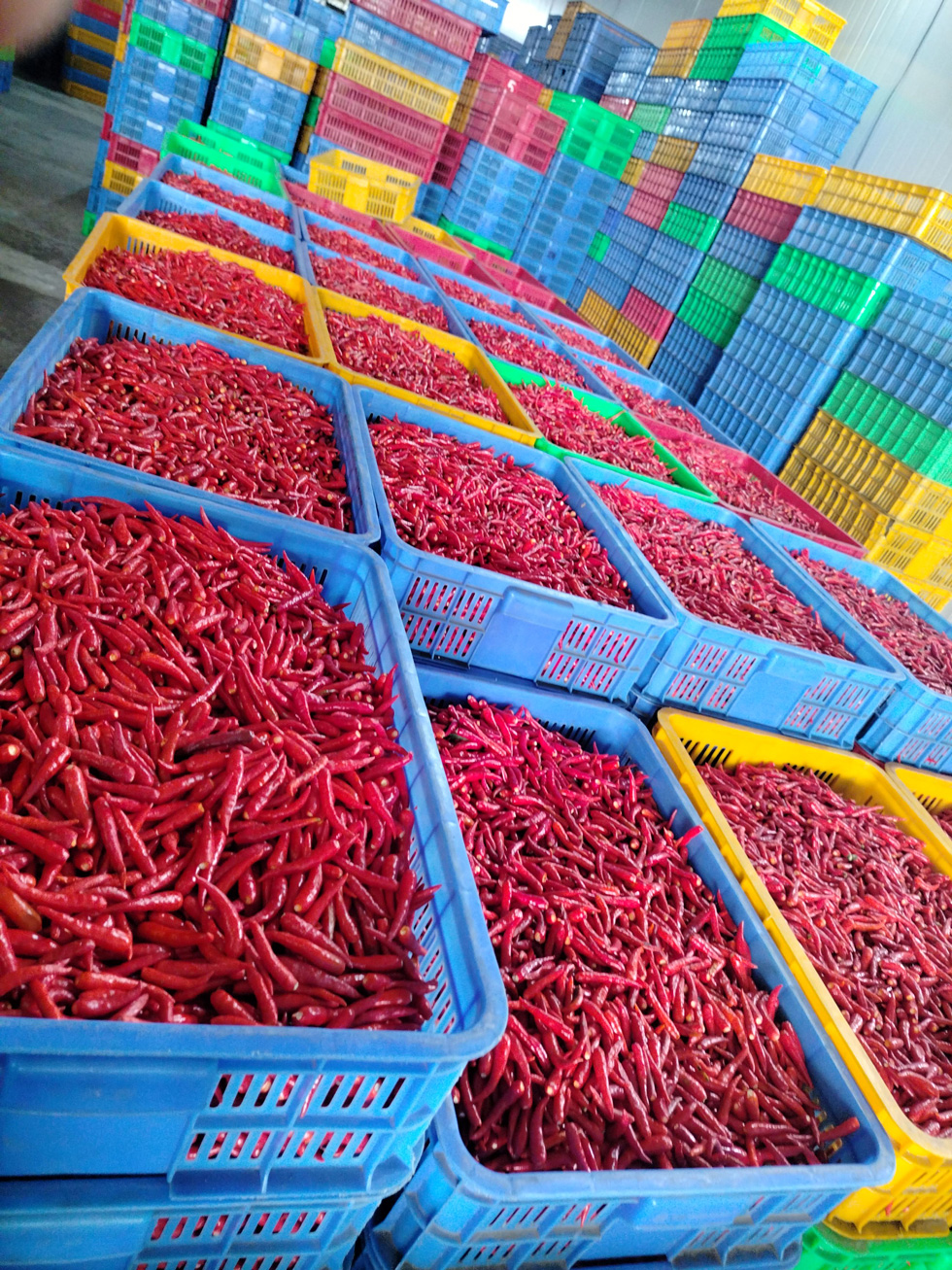 Chilli