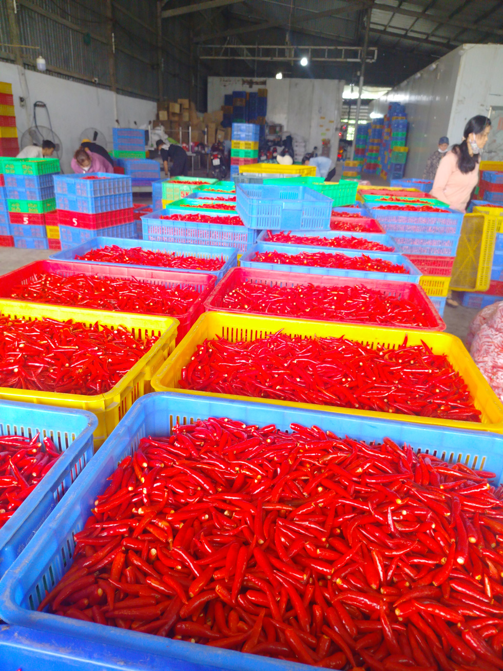 Chilli
