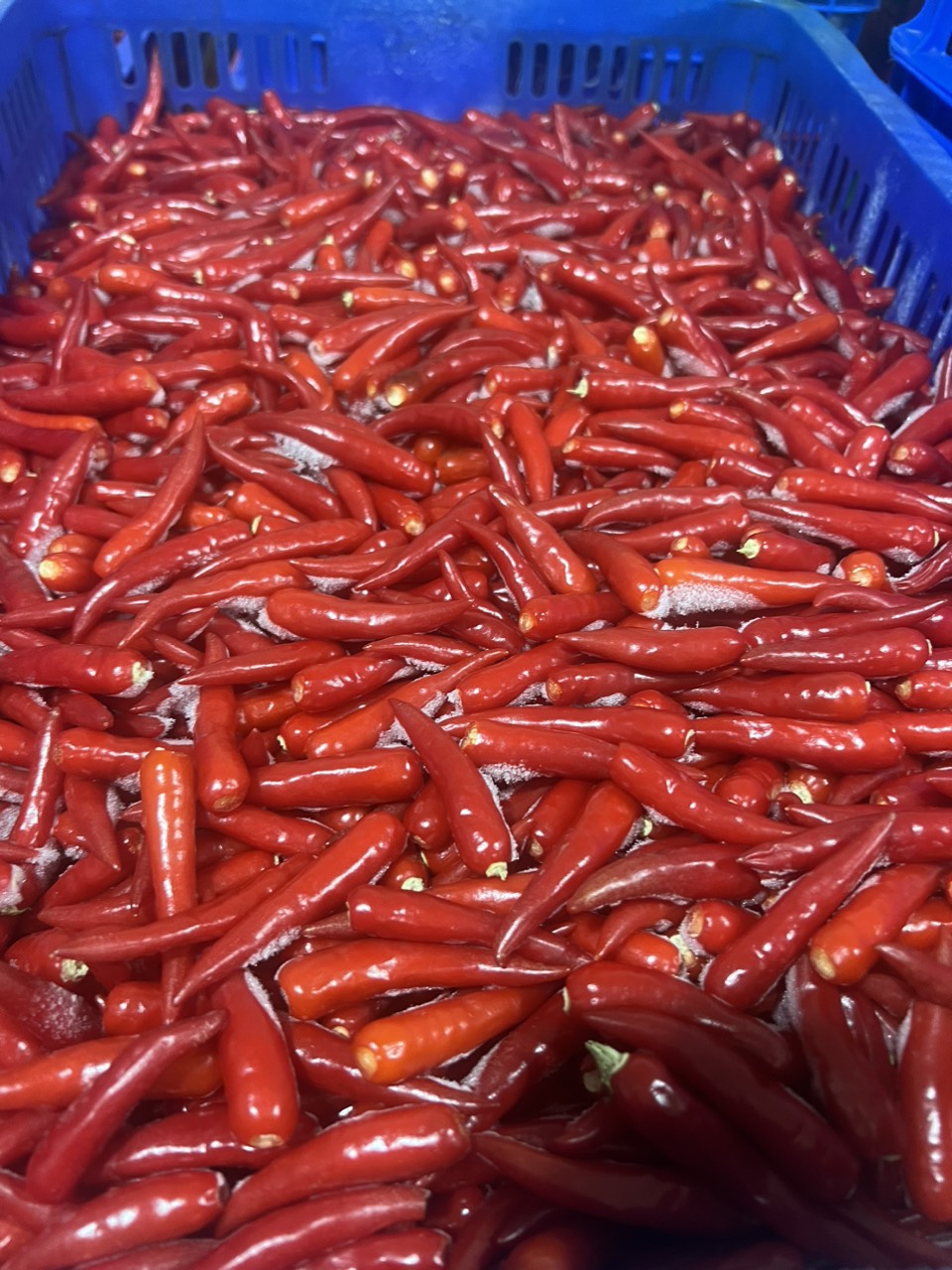 Chilli