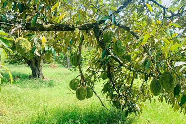 Durian