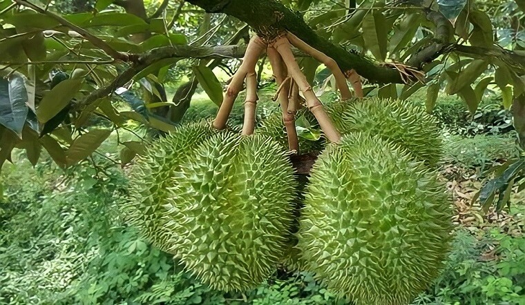 Durian