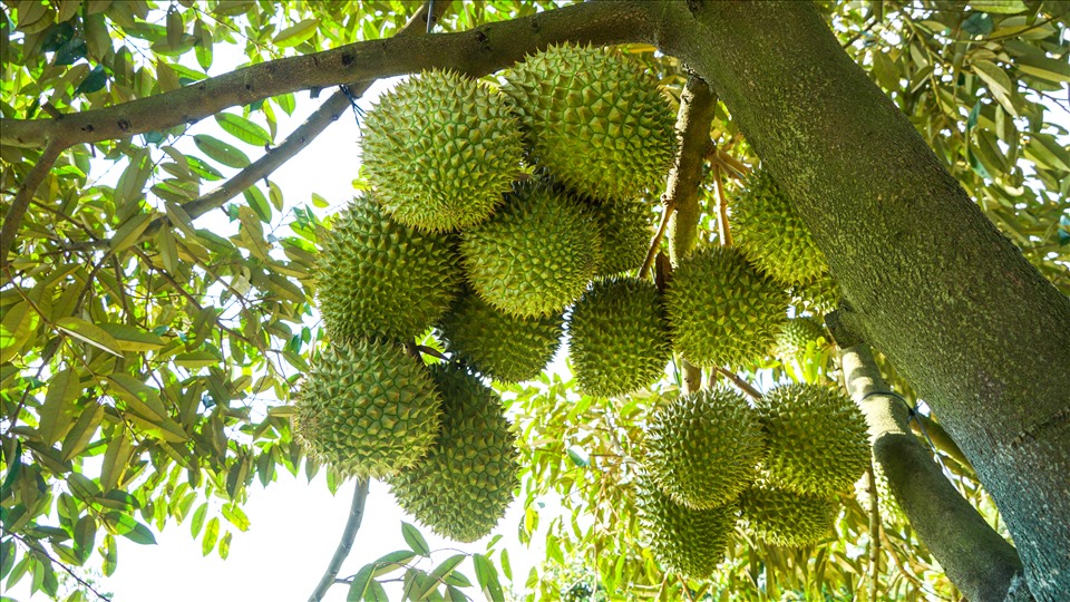 Durian
