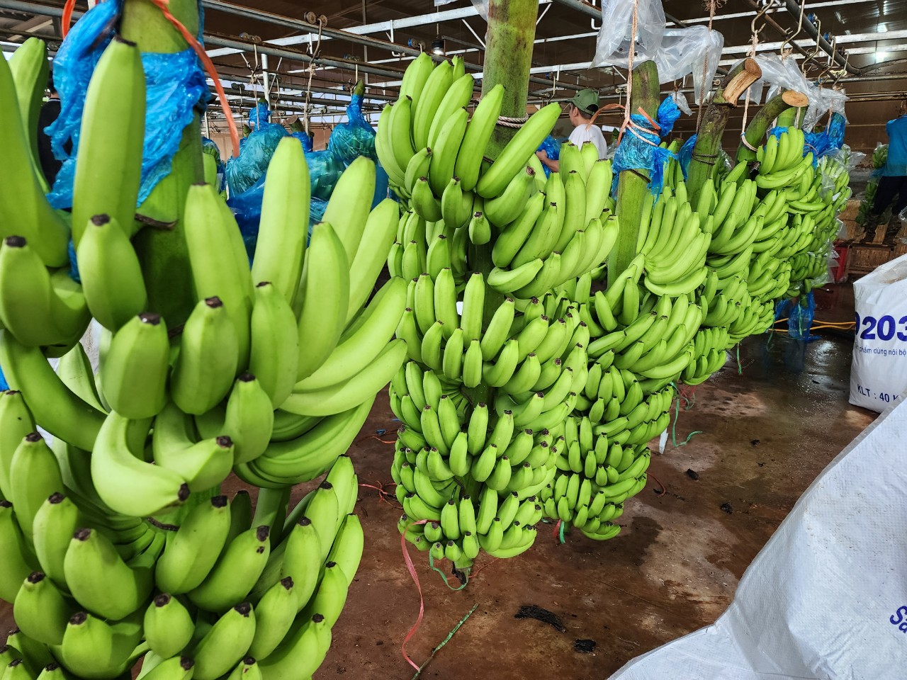 Cavendish Banana