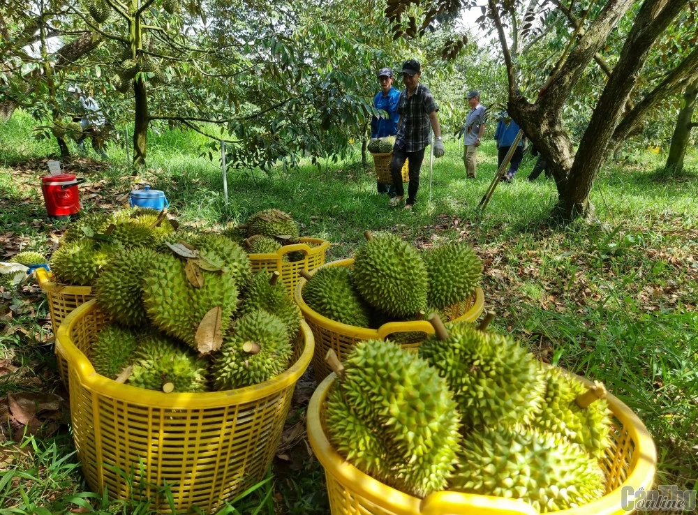 Durian