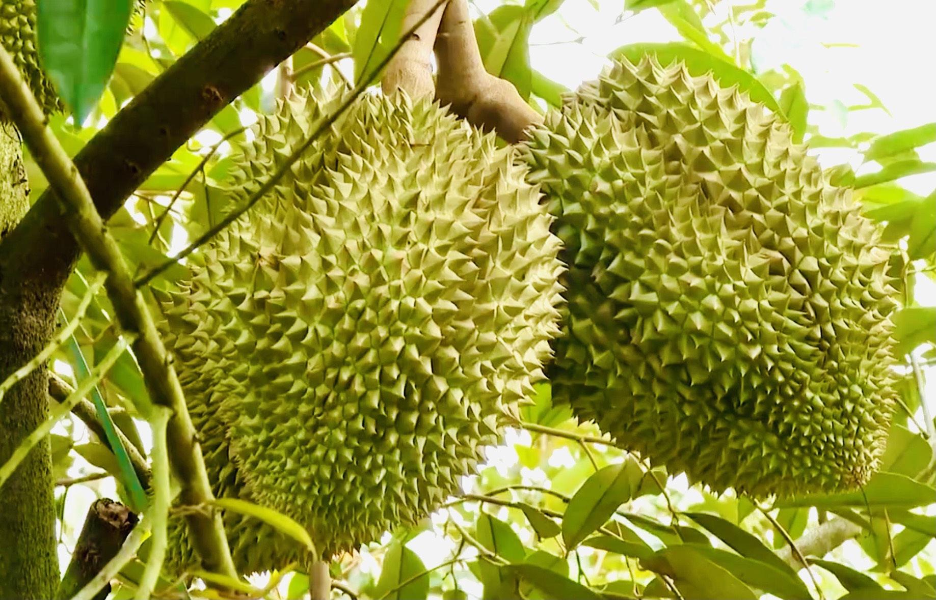 Durian