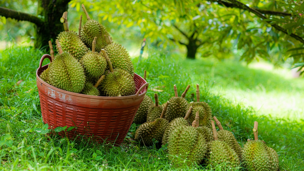 Durian