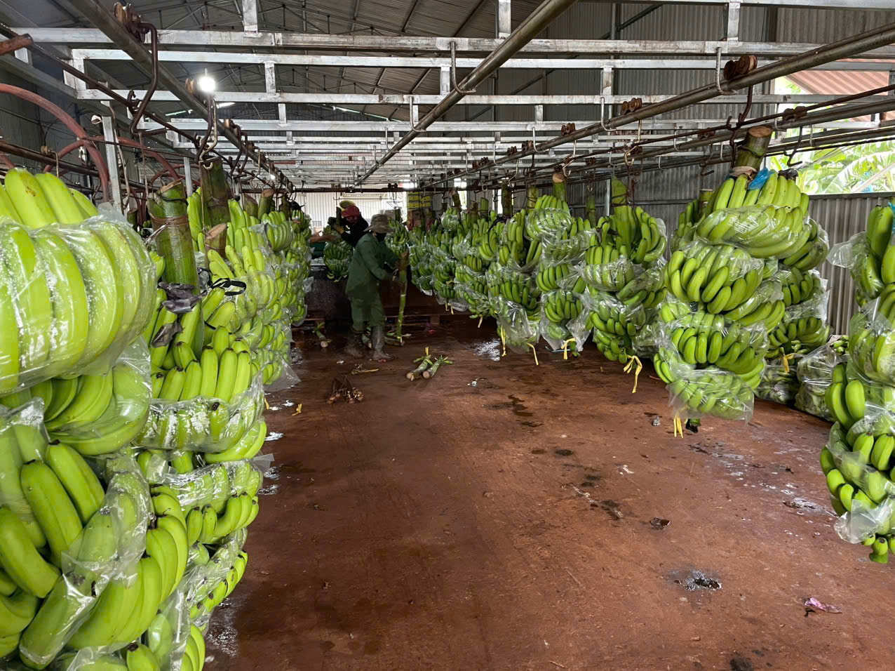 Dây chuyền sản xuất bên trong nhà máy Green Valley Fruits