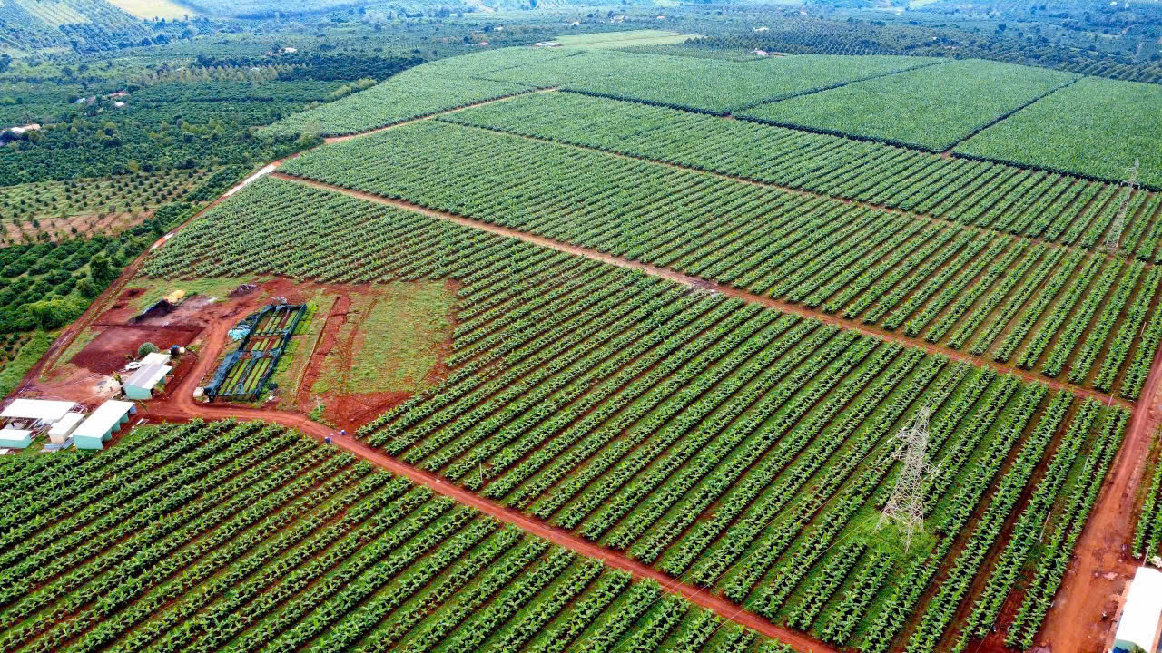 Toàn cảnh nông trại Green Valley Fruits nhìn từ trên cao