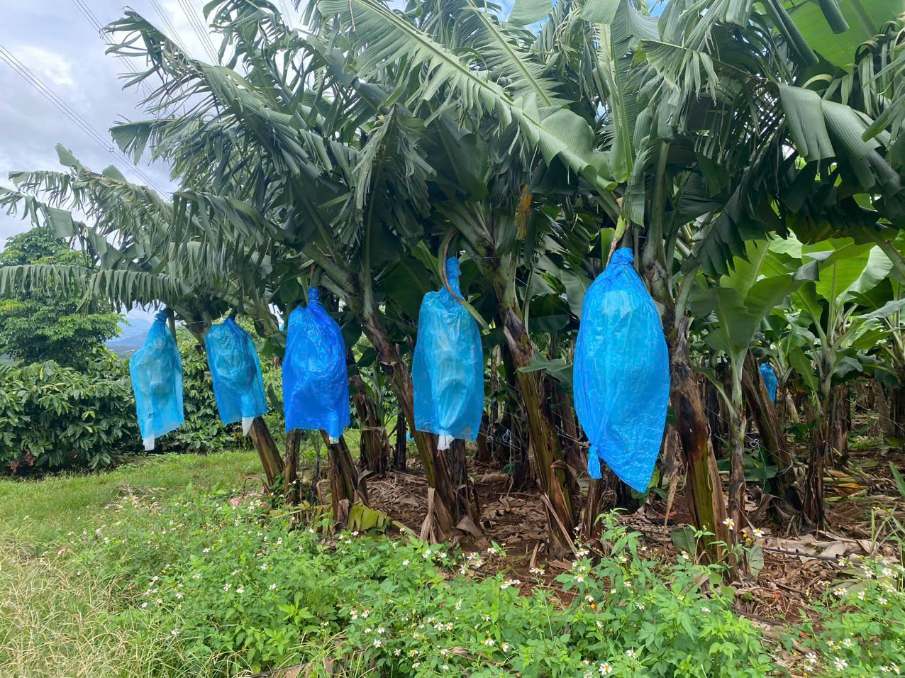 Kế hoạch thu hoạch