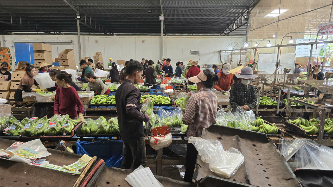 Hình ảnh nông trại và nhà máy TD Green Valley Fruits (3)